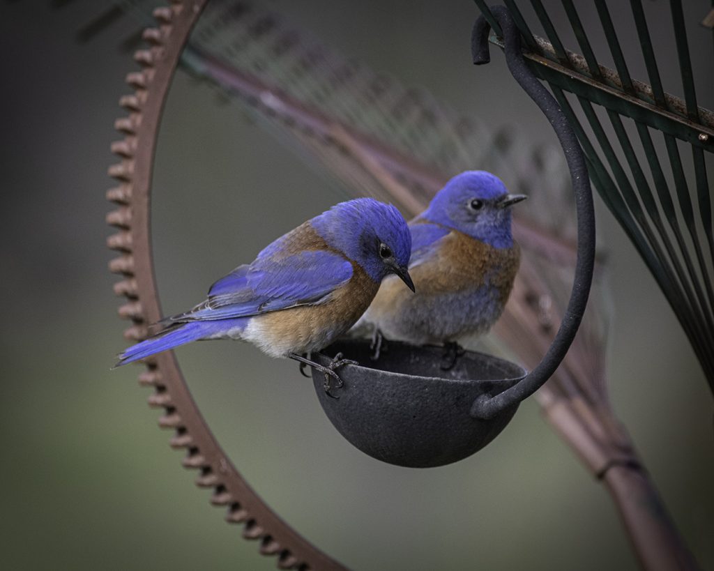Couple In A Cup - George Peterson